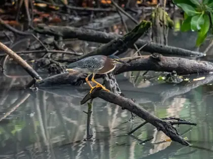 /clients/Rif-Mangrove-Park/Rif-Mangrove-7.jpg